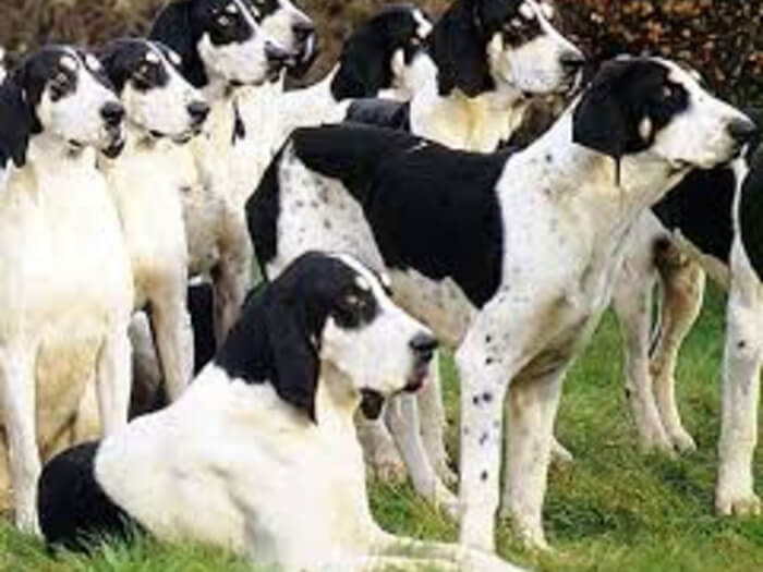 Gran sabueso anglo-francés blanco y negro